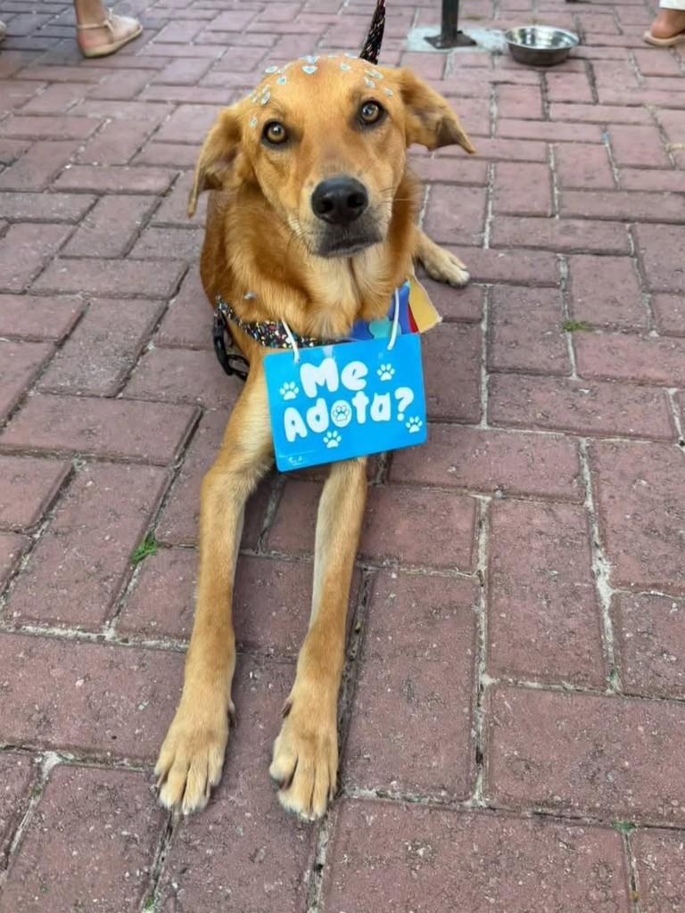 Thor, cachorro de porte médio para adoção em Florianópolis - SC — foto 2 de 2