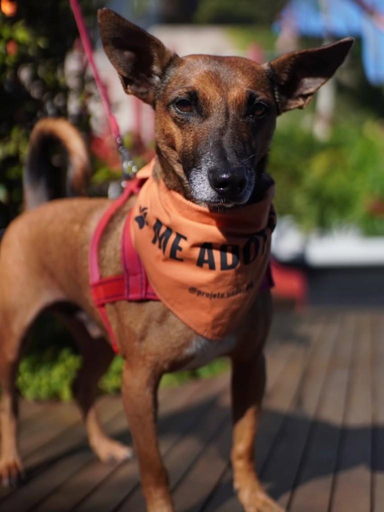 Stefan, cachorro de porte pequeno para adoção em Florianópolis - SC