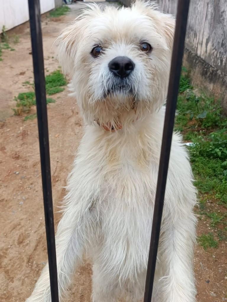 Lucky, cachorro de porte pequeno para adoção em Florianópolis - SC
