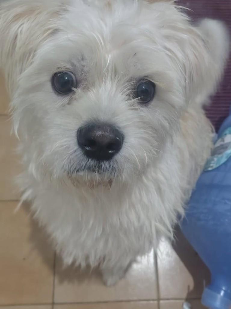 Lucky, cachorro de porte pequeno para adoção em Florianópolis - SC — foto 2 de 4