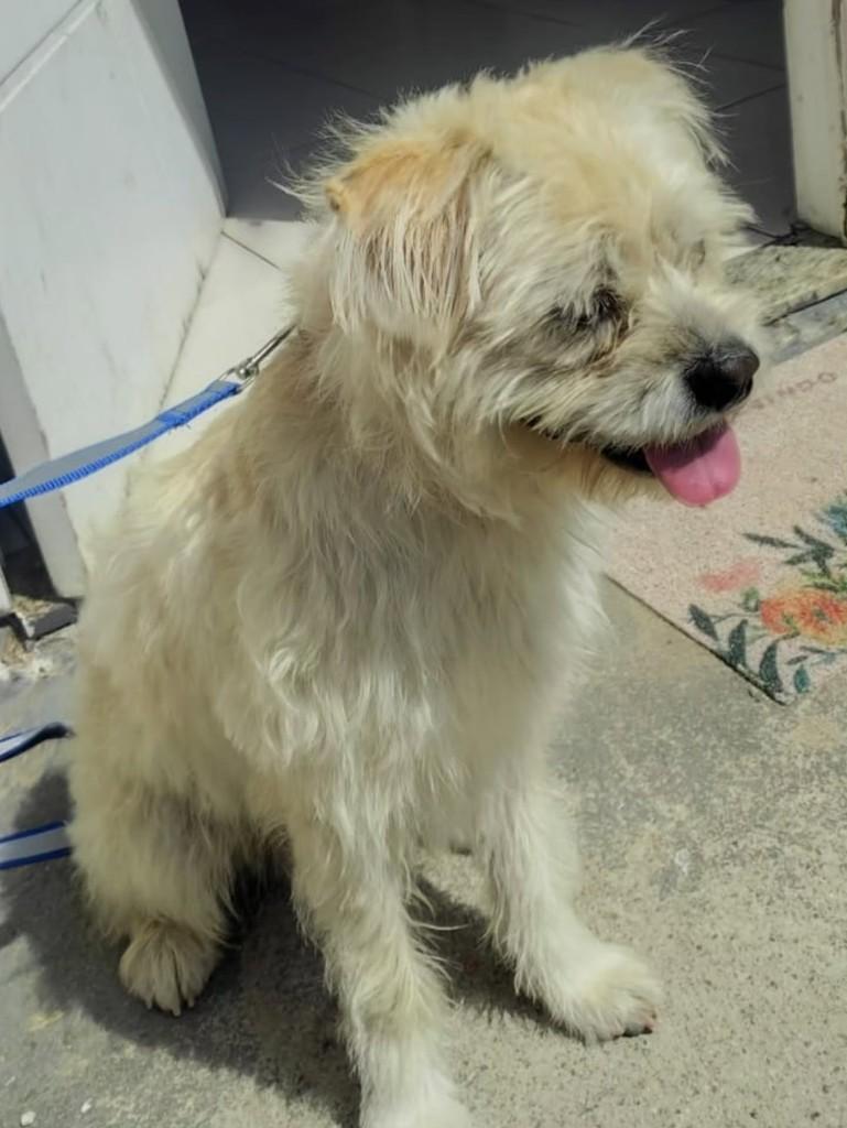 Lucky, cachorro de porte pequeno para adoção em Florianópolis - SC — foto 3 de 4