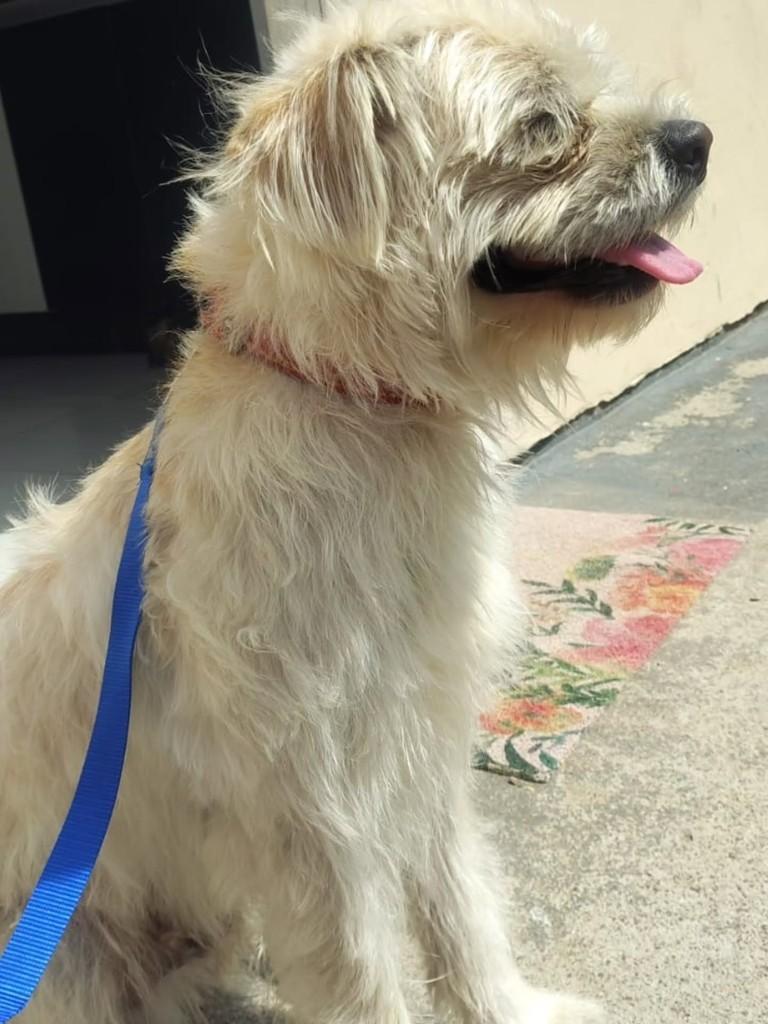 Lucky, cachorro de porte pequeno para adoção em Florianópolis - SC — foto 4 de 4