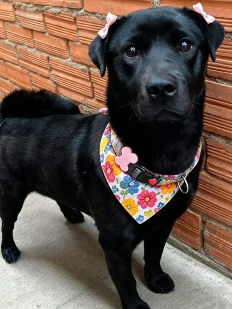 Amora, cadela de porte grande para adoção em Florianópolis - SC — foto 3 de 3