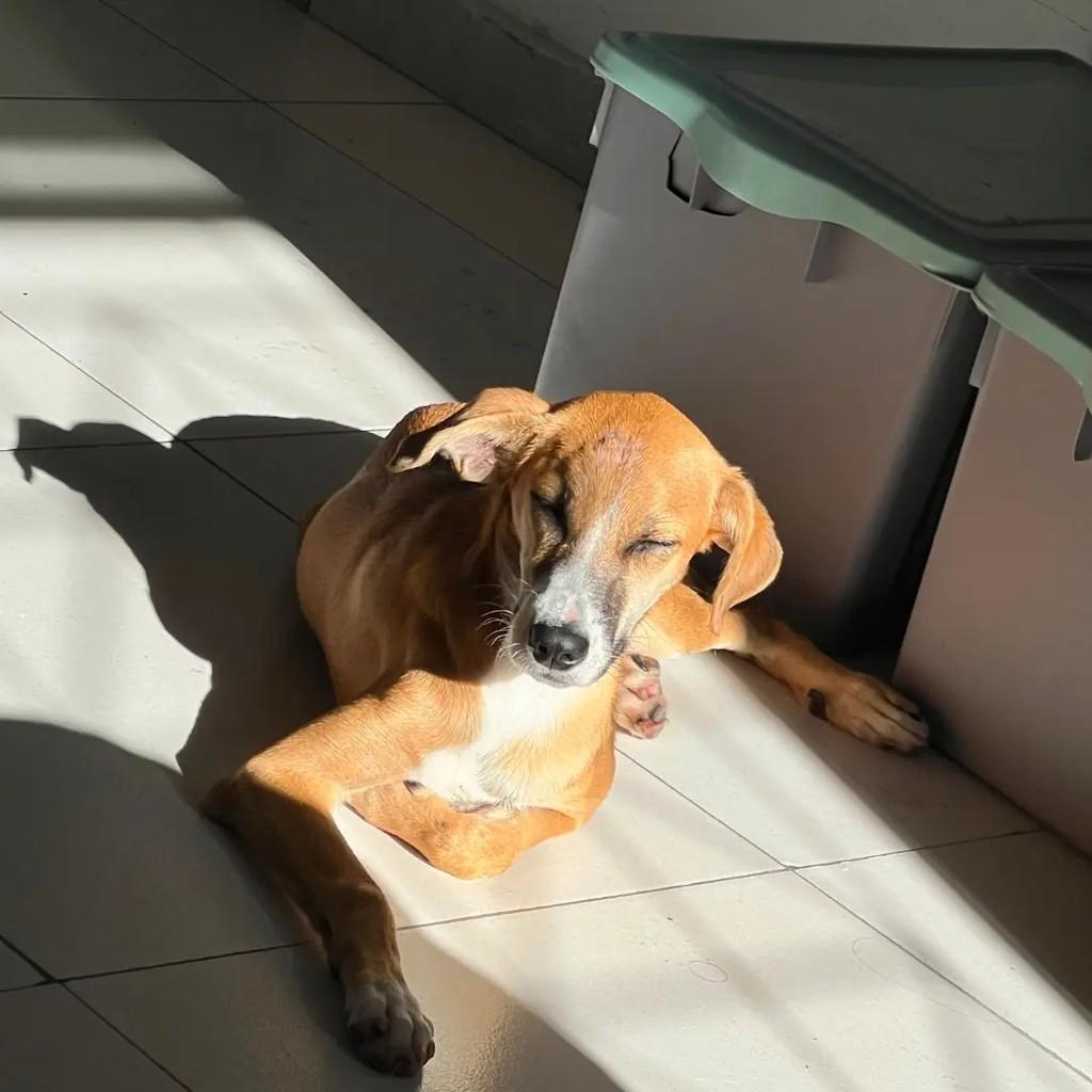 Princesa, cachorro de porte médio para adoção em Arapiraca - AL