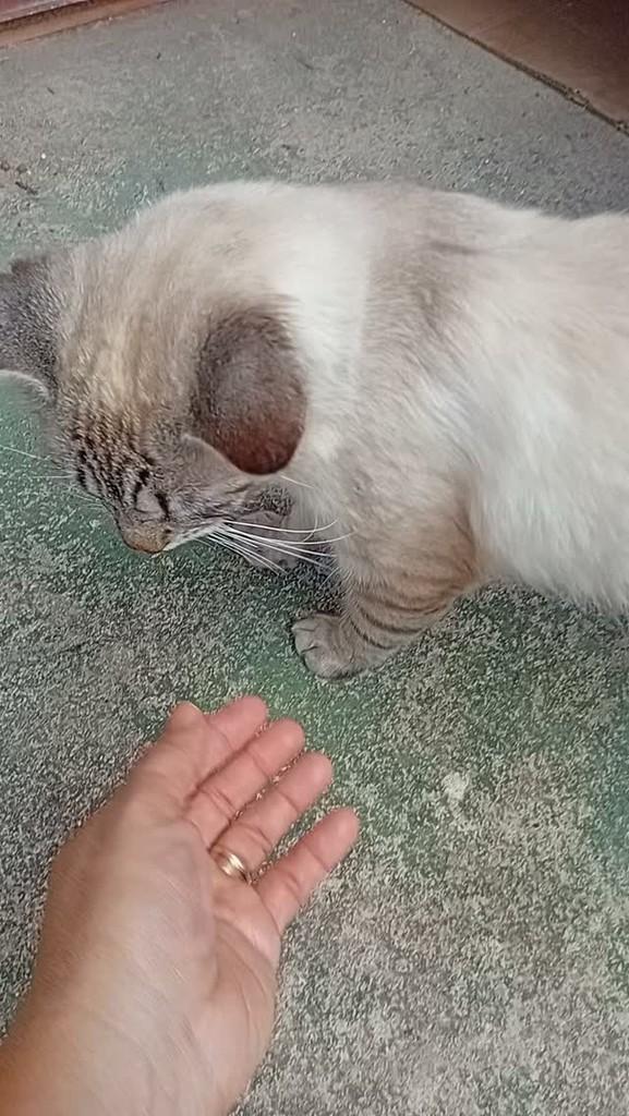Francisco, gato de porte médio para adoção em Arapiraca - AL