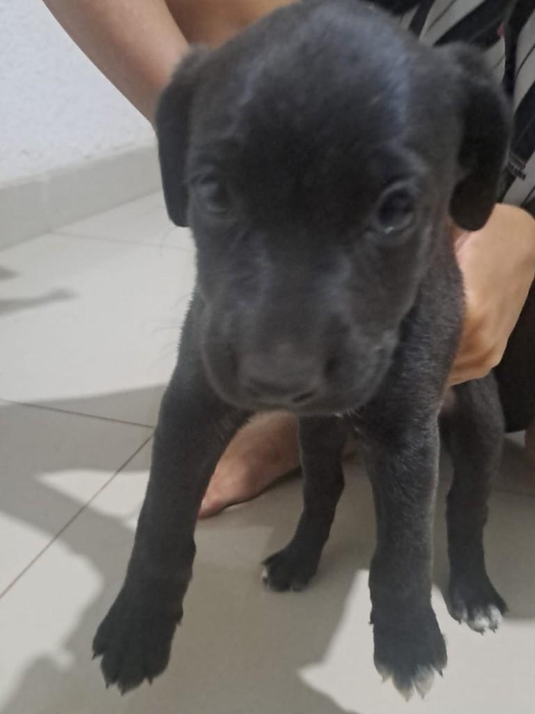 Filhotinha, cadela de porte grande para adoção em Brasília - DF