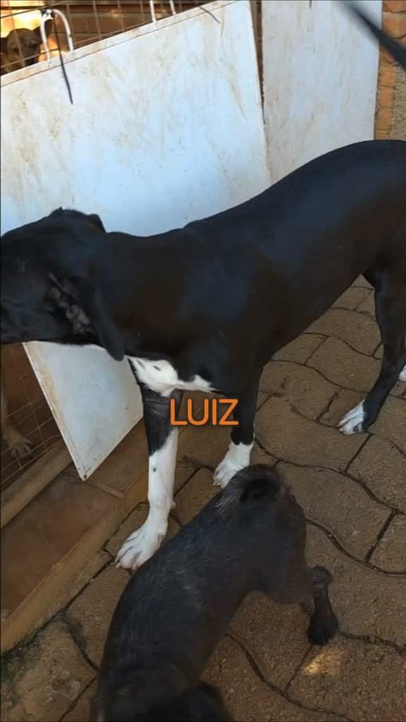 Louis, cachorro de porte grande para adoção em São Paulo - SP
