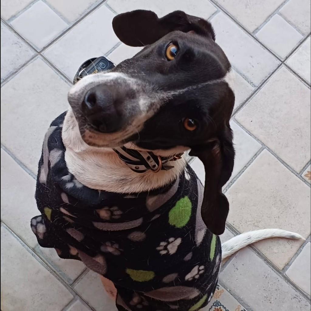 Bono, cachorro de porte médio para adoção em São Paulo - SP