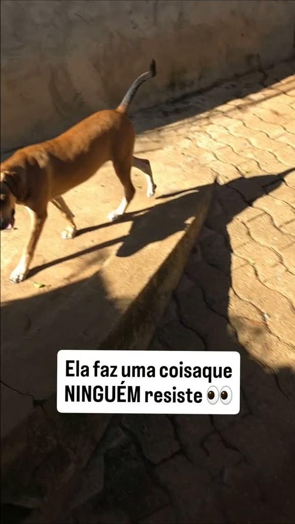 Helô, cadela de porte médio para adoção em São Paulo - SP