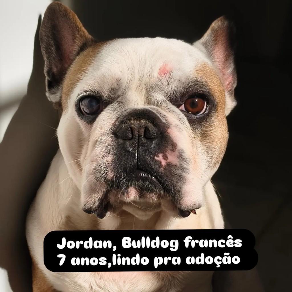 Jordan, cachorro de porte médio para adoção em São Paulo - SP