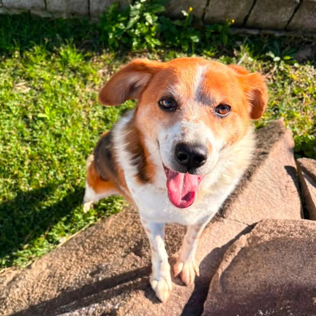 Bruno, cachorro de porte médio para adoção em São Paulo - SP