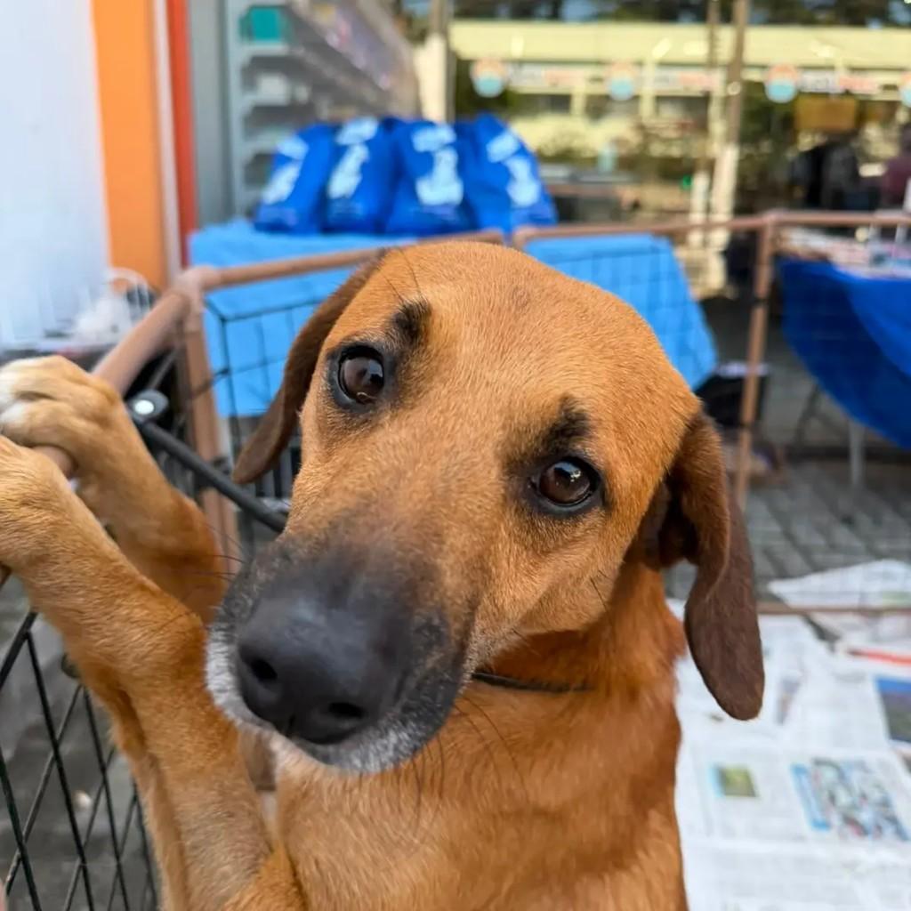 Juan, cachorro de porte médio para adoção em São Paulo - SP