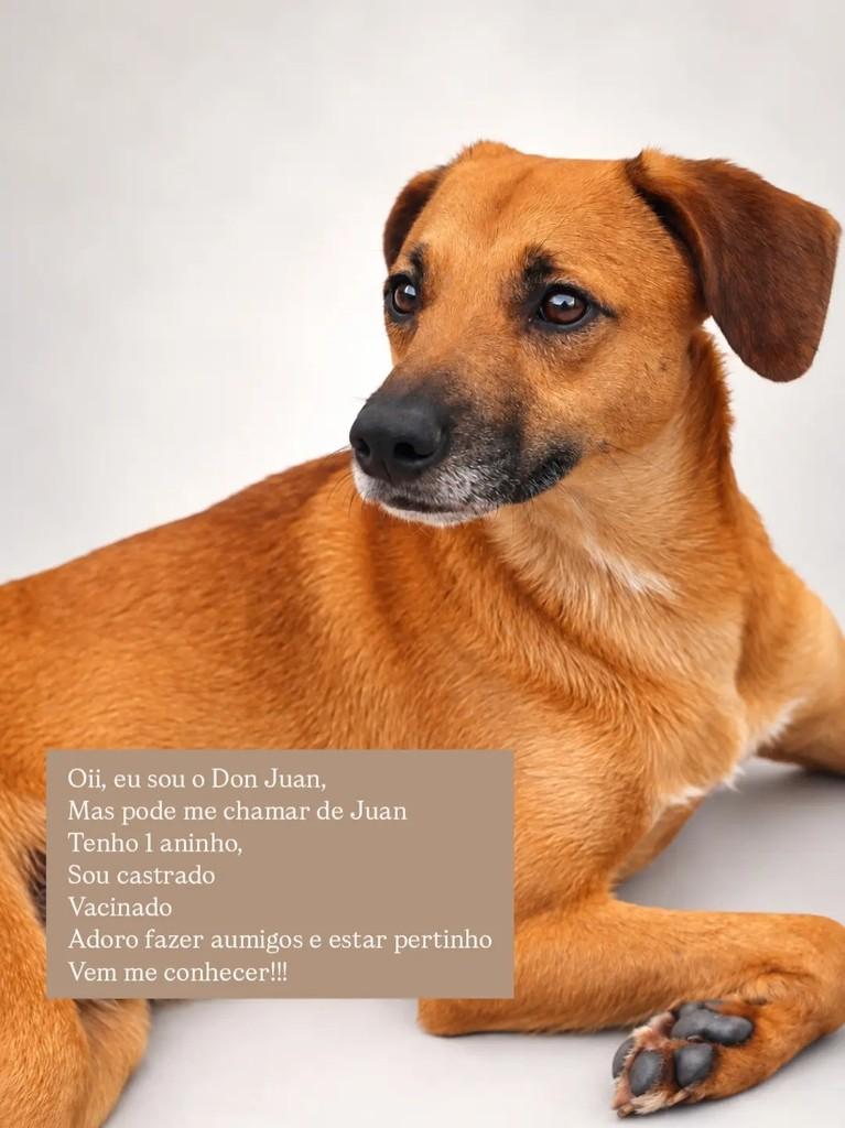 Don Juan, cachorro de porte médio para adoção em São Paulo - SP