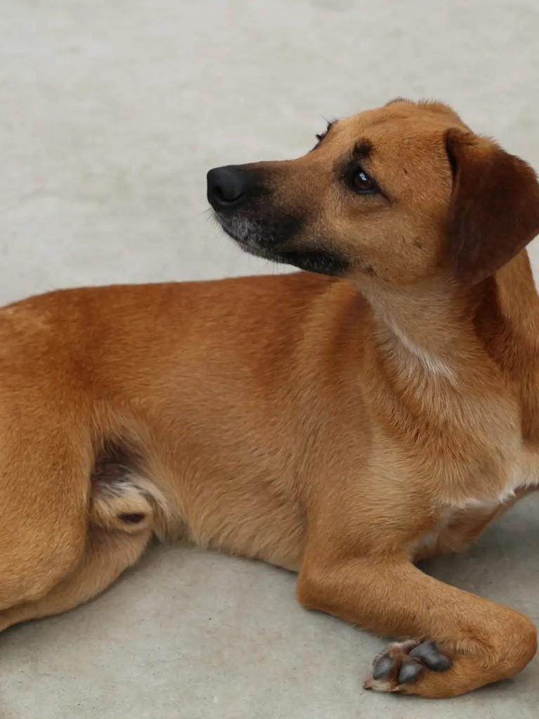 Don Juan, cachorro de porte médio para adoção em São Paulo - SP — foto 2 de 3