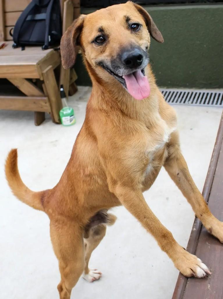 Don Juan, cachorro de porte médio para adoção em São Paulo - SP — foto 3 de 3