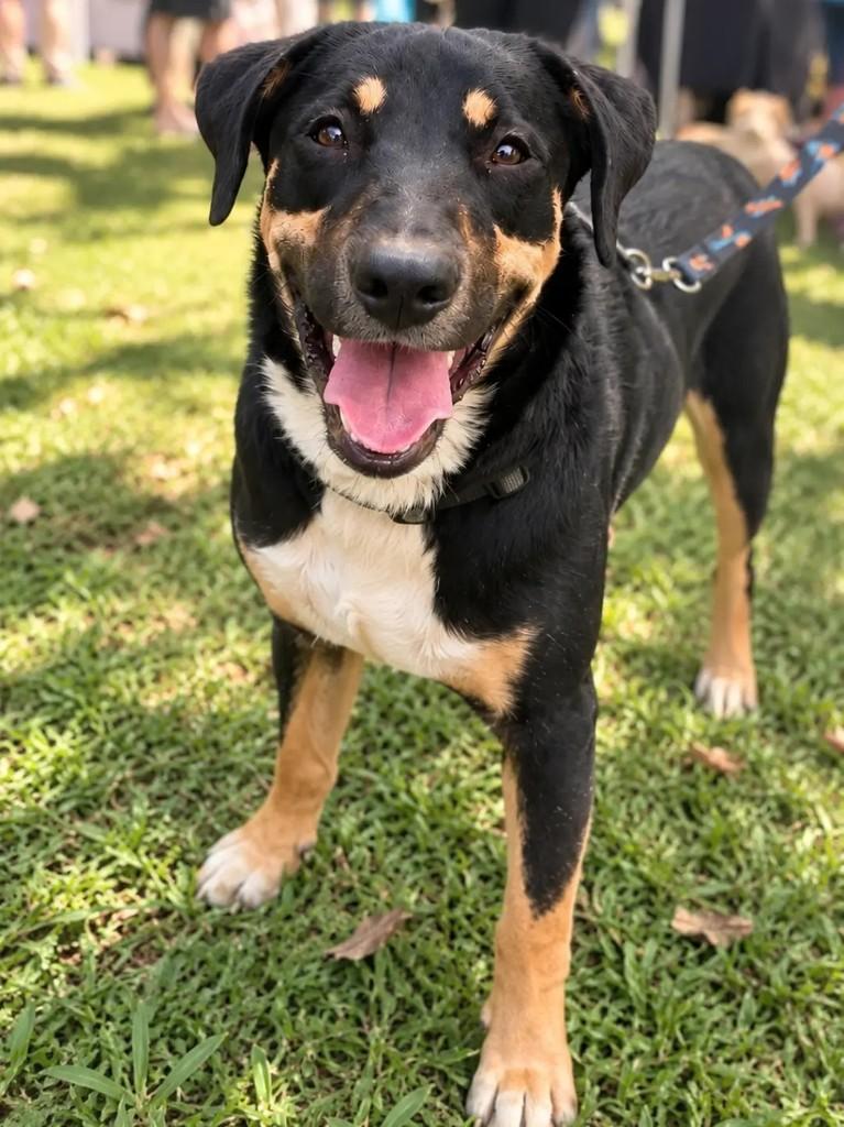 Matheus, cachorro de porte grande para adoção em São Paulo - SP