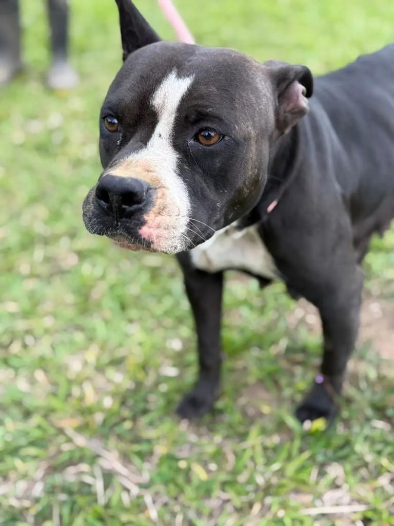 Akira, cadela para adoção em São Paulo - SP