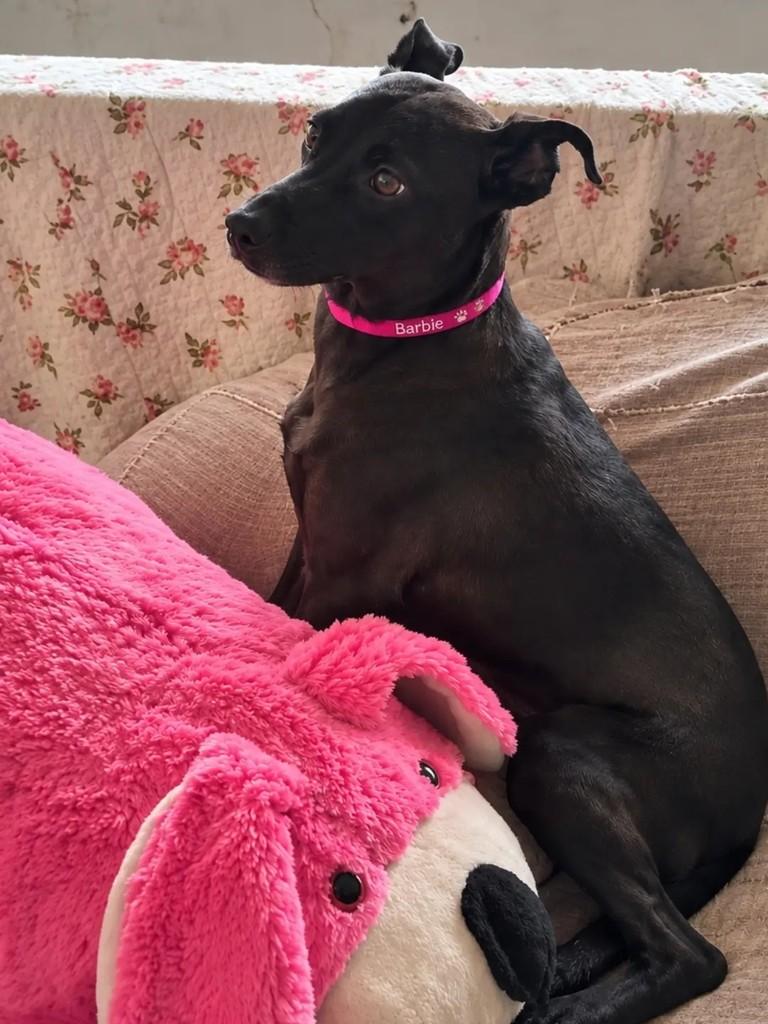 Barbie, cadela para adoção em São Paulo - SP
