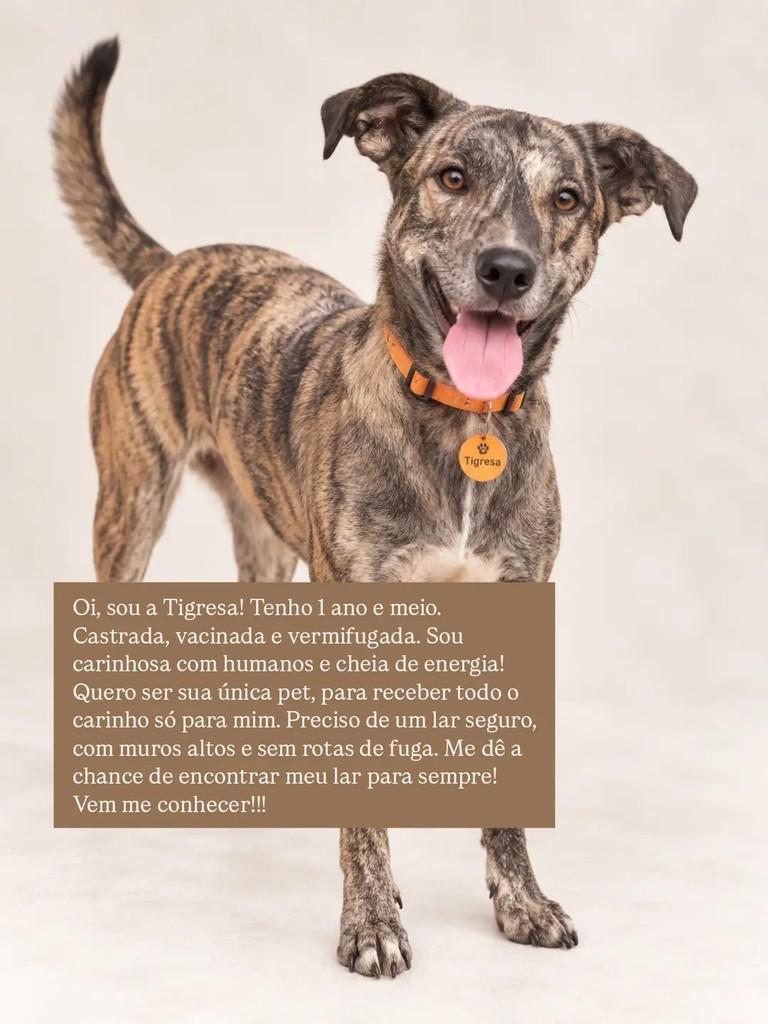 Tigresa, cadela de porte médio para adoção em São Paulo - SP