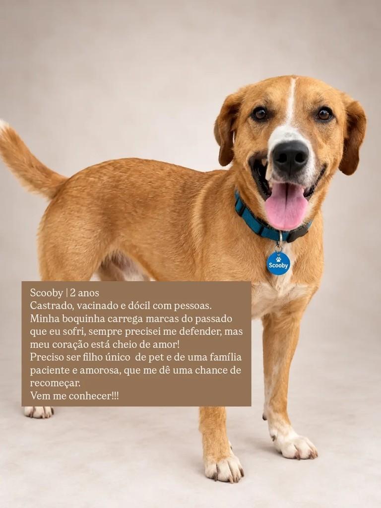 Scooby, cachorro de porte médio para adoção em São Paulo - SP