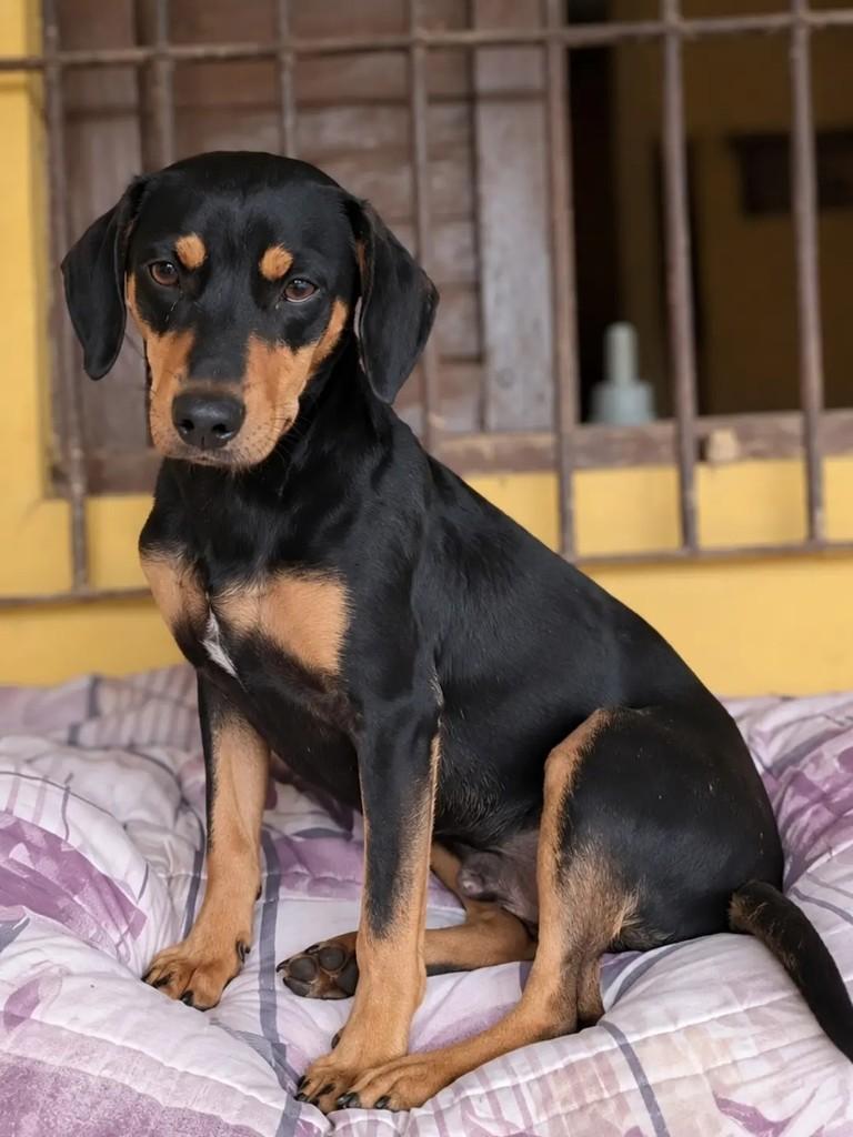 Ozzy, cachorro de porte médio para adoção em São Paulo - SP