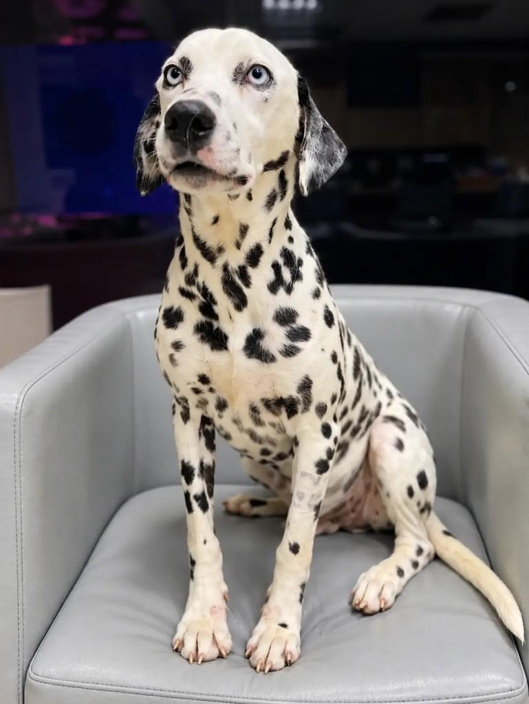 Duke, cachorro de porte grande para adoção em São Paulo - SP