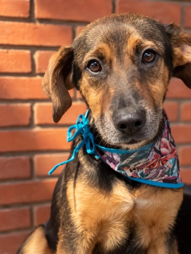 Nino, cachorro de porte médio para adoção em Itanhaém - SP