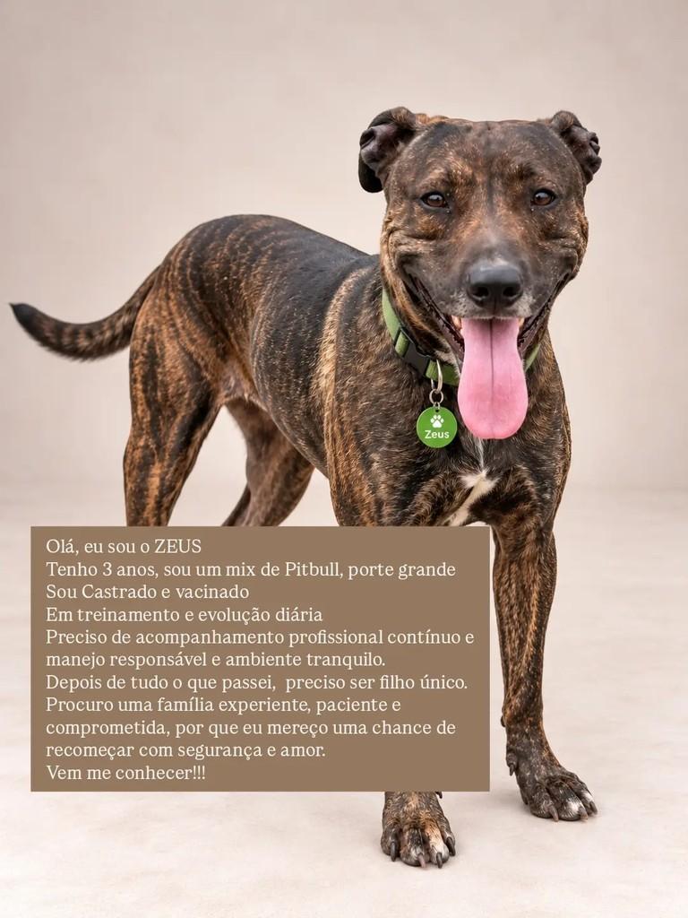 Zeus, cachorro de porte grande para adoção em São Paulo - SP