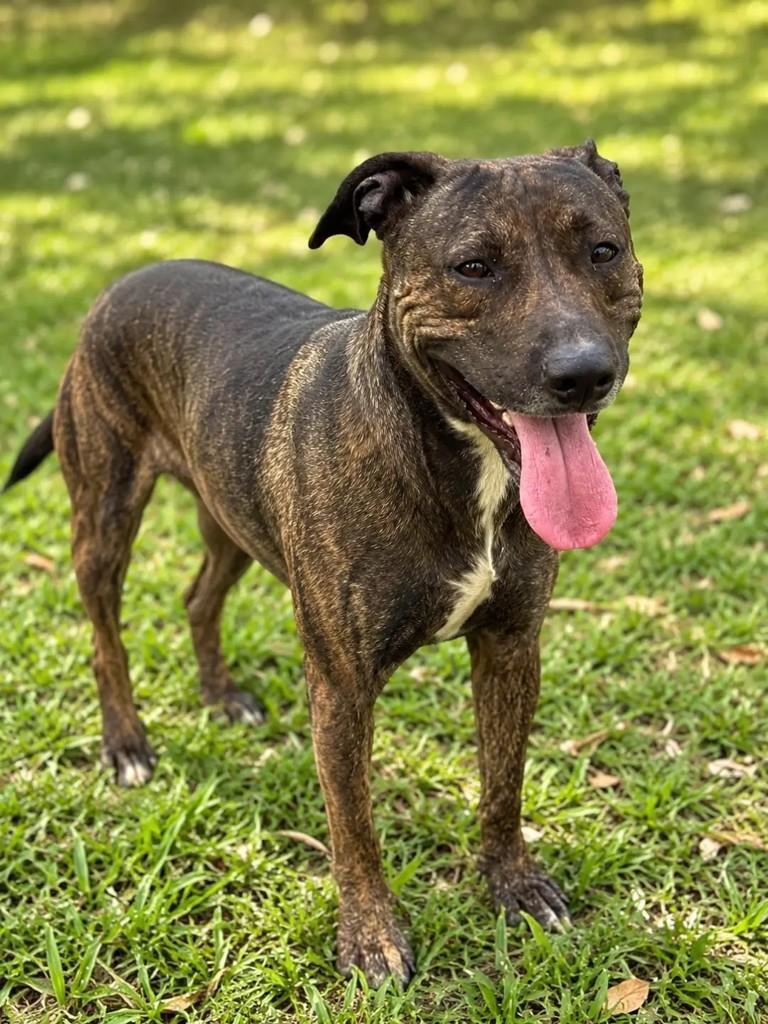 Zeus, cachorro de porte grande para adoção em São Paulo - SP — foto 2 de 2