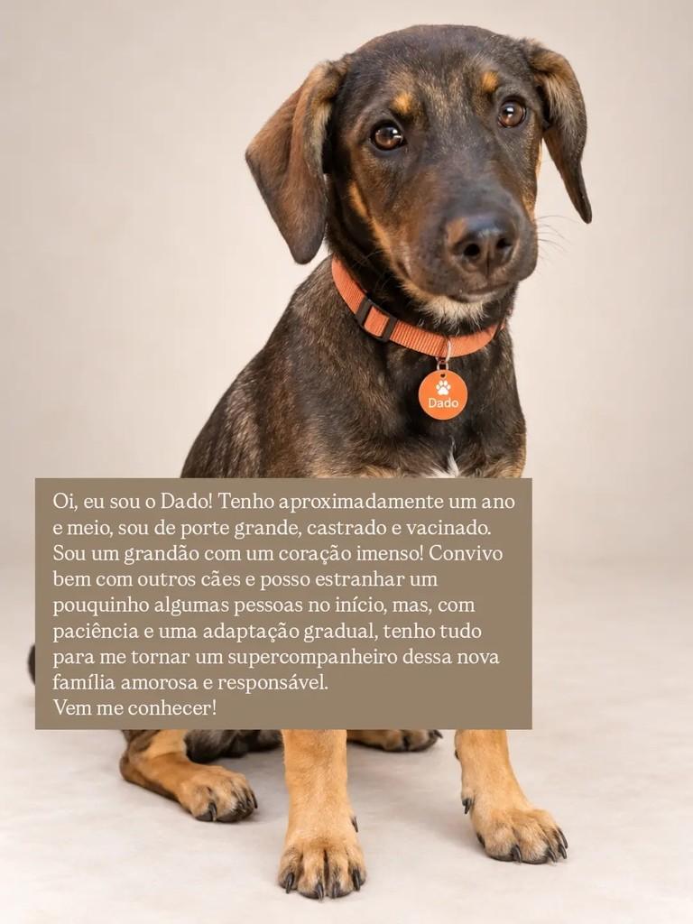 Dado, cachorro de porte grande para adoção em São Paulo - SP