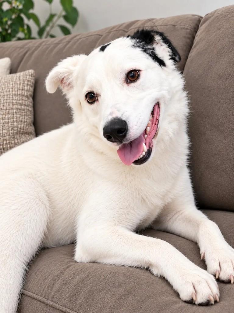 Maré, cachorro de porte médio para adoção em São Paulo - SP