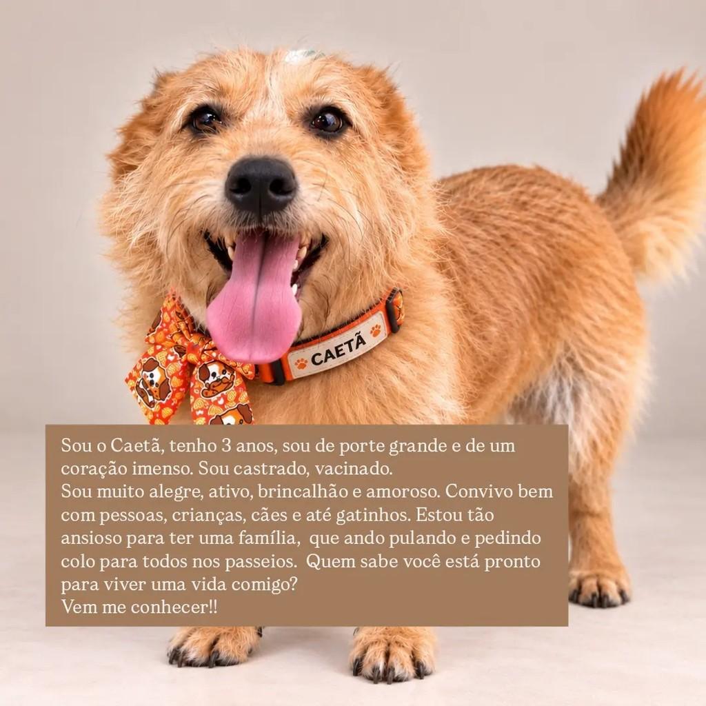Caetã, cachorro de porte grande para adoção em São Paulo - SP