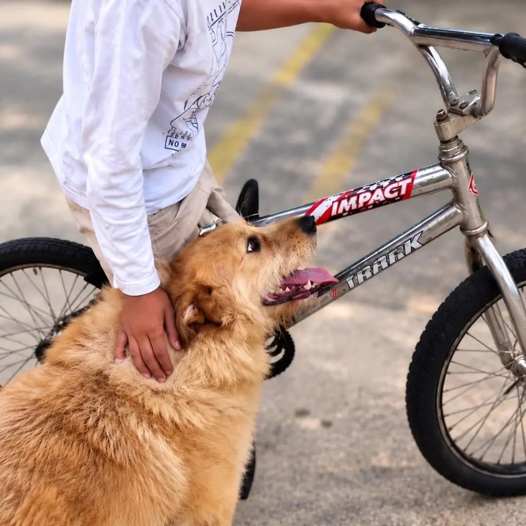 Caetã, cachorro de porte grande para adoção em São Paulo - SP — foto 2 de 2