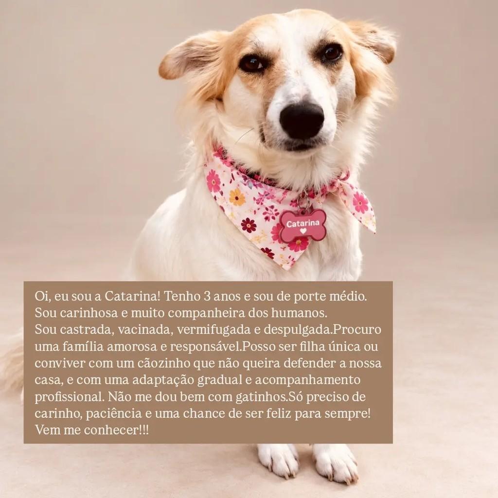 Catarina, cadela de porte médio para adoção em São Paulo - SP