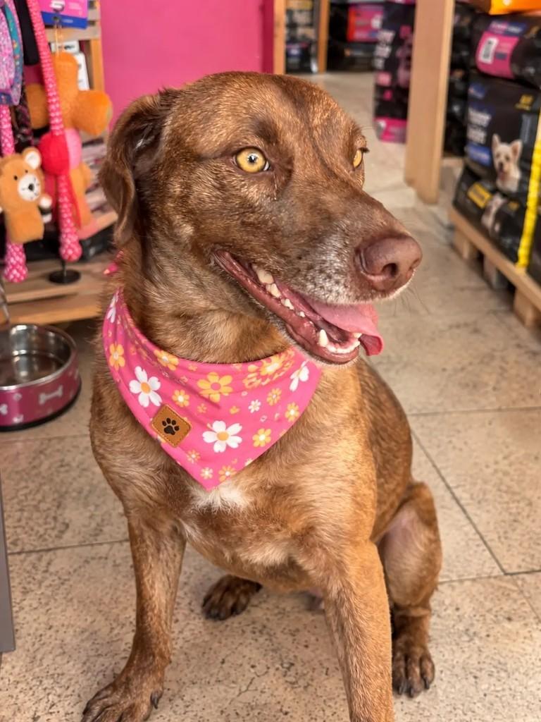 Mel, cadela de porte médio para adoção em São Paulo - SP