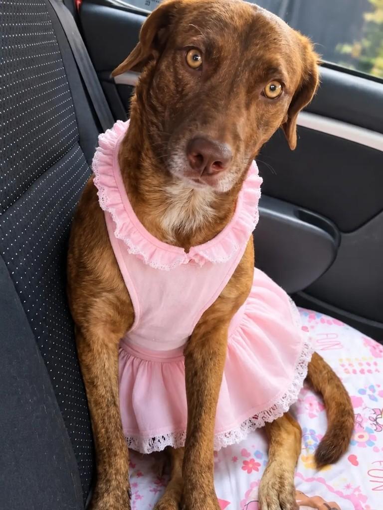 Mel, cadela de porte médio para adoção em São Paulo - SP — foto 2 de 2