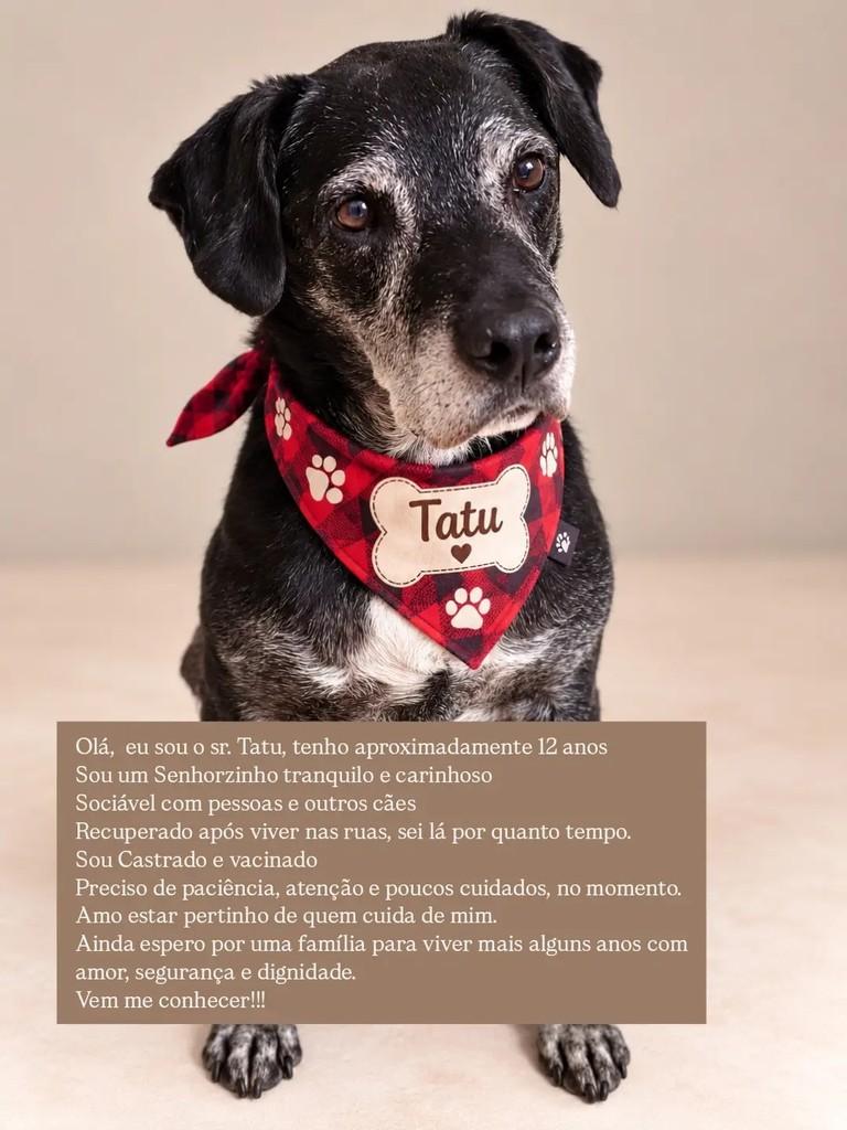 Tatu, cachorro de porte pequeno para adoção em São Paulo - SP