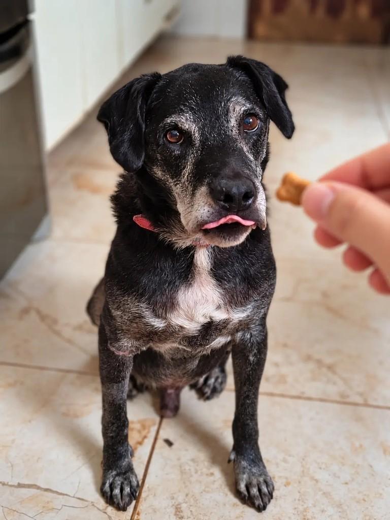 Tatu, cachorro de porte pequeno para adoção em São Paulo - SP — foto 2 de 3