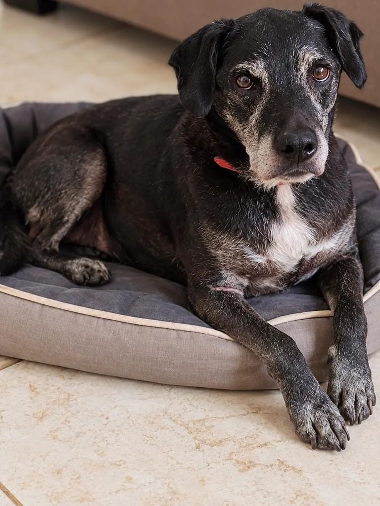 Tatu, cachorro de porte pequeno para adoção em São Paulo - SP — foto 3 de 3