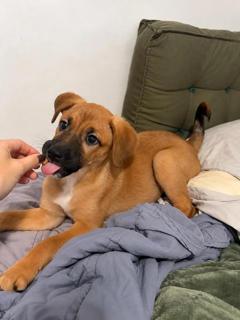 Pedro Scooby, cachorro de porte pequeno para adoção em São Paulo - SP — foto 2 de 2