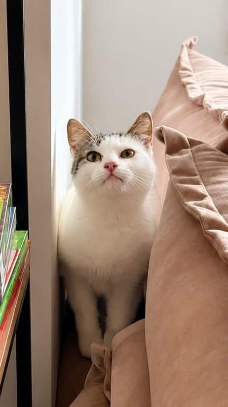 Eva, gata de porte pequeno para adoção em Santo André - SP