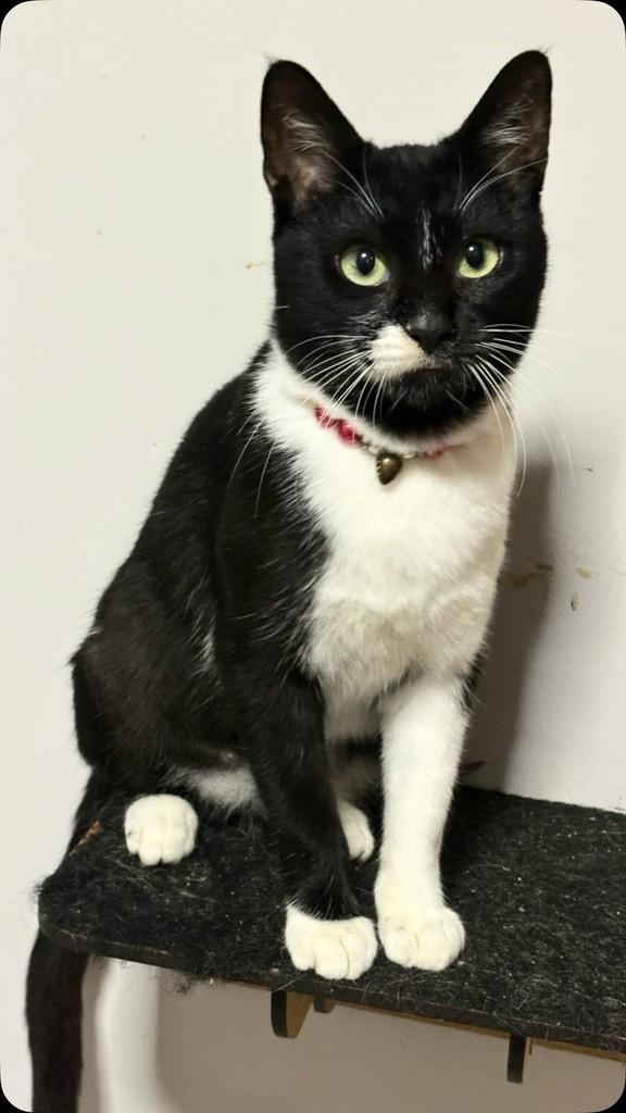 Capri, gata de porte pequeno para adoção em Santo André - SP