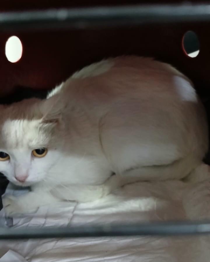 Bibi, gata de porte pequeno para adoção em Santo André - SP