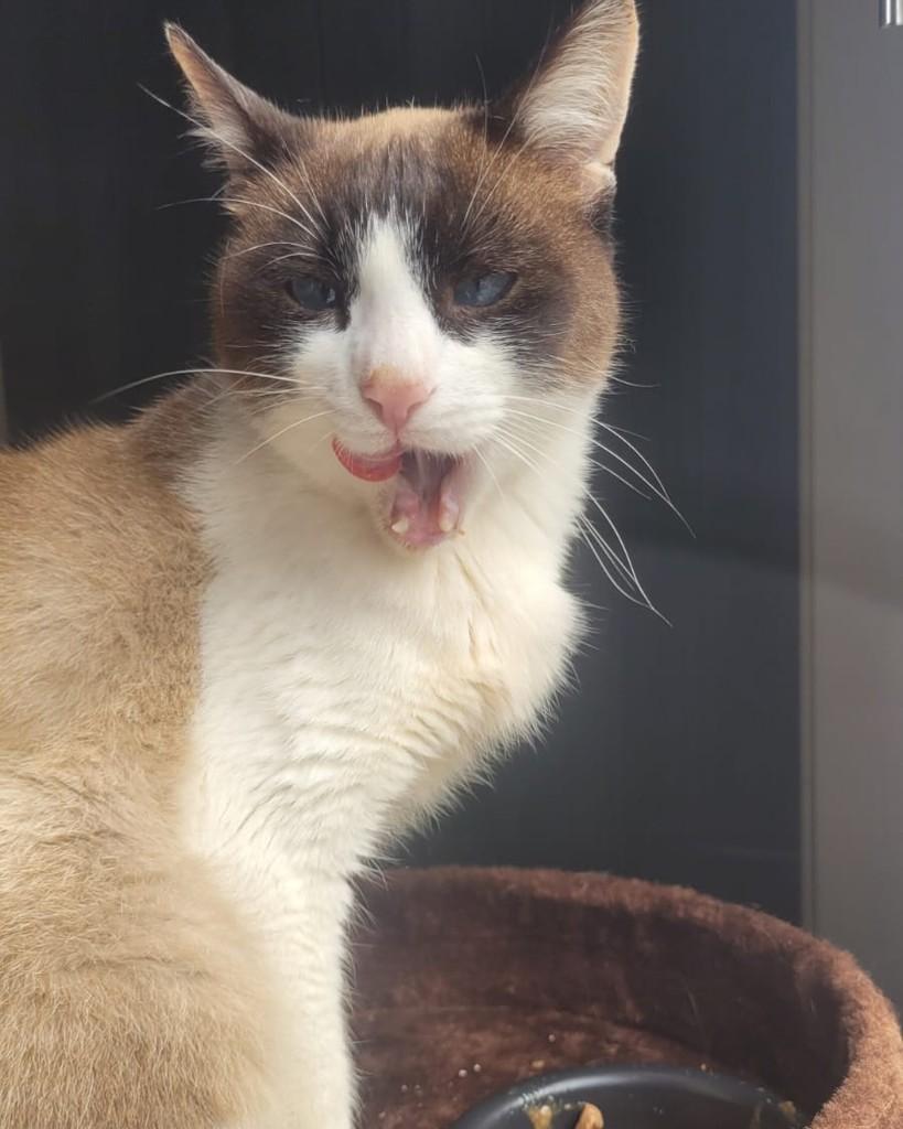 Noah, gato de porte pequeno para adoção em Santo André - SP