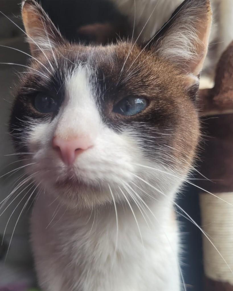 Noah, gato de porte pequeno para adoção em Santo André - SP — foto 2 de 5