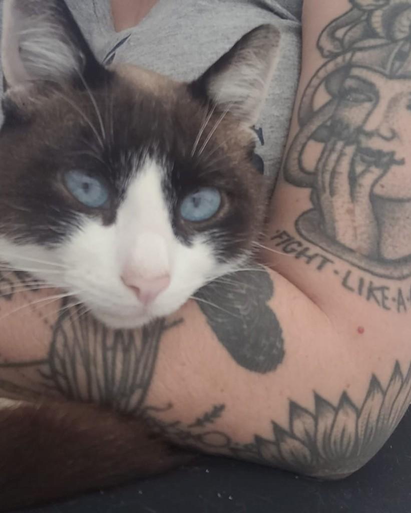 Noah, gato de porte pequeno para adoção em Santo André - SP — foto 3 de 5