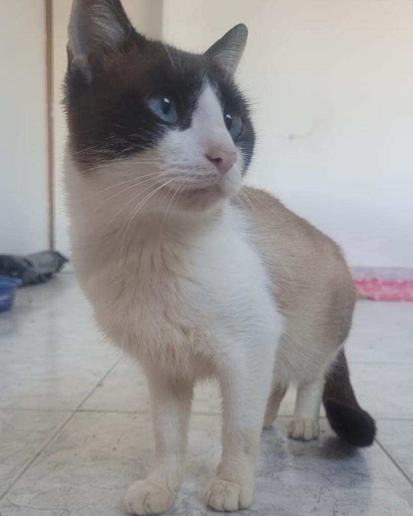 Noah, gato de porte pequeno para adoção em Santo André - SP — foto 4 de 5