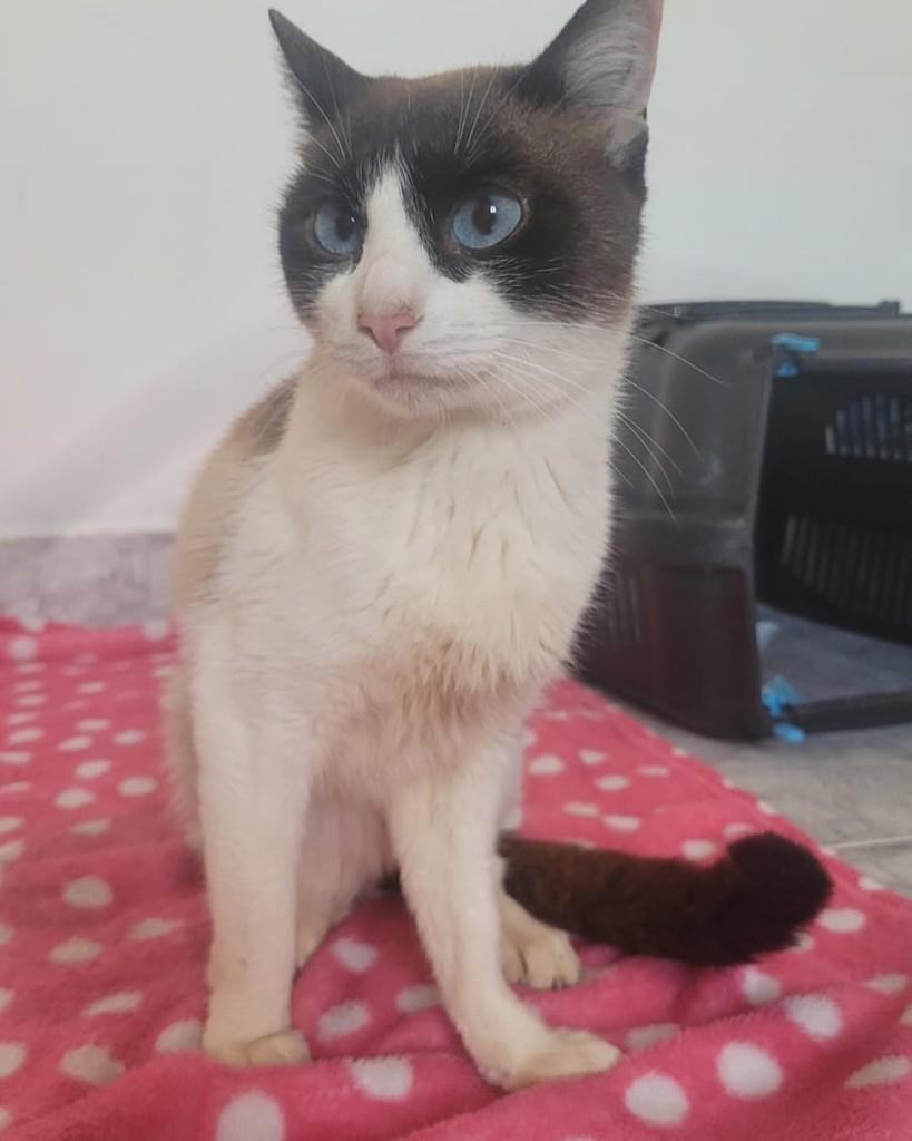 Noah, gato de porte pequeno para adoção em Santo André - SP — foto 5 de 5