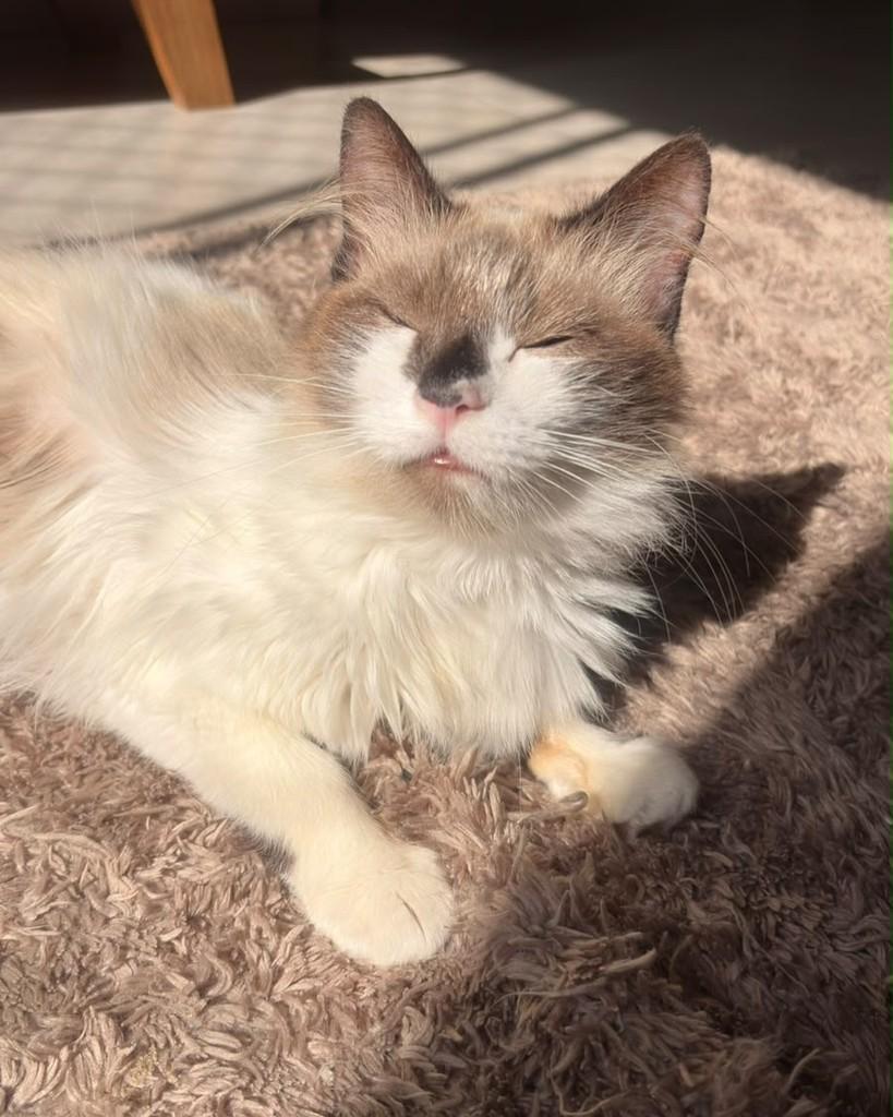 Nara, gata de porte pequeno para adoção em Santo André - SP
