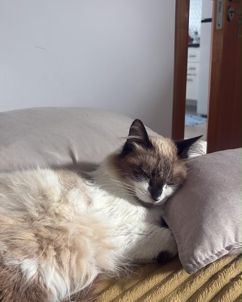 Nara, gata de porte pequeno para adoção em Santo André - SP — foto 2 de 4